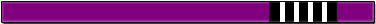紫帯 ストライプ4本