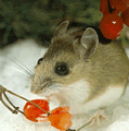 20050108_mouse.gif