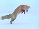 20050512_fox.jpg